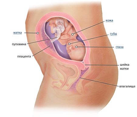 Ребенок на 22 неделе беременности