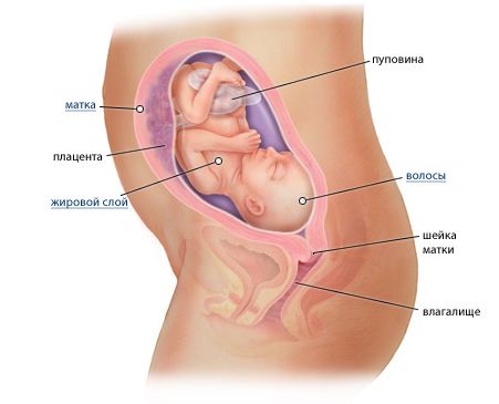 Ребенок на 25 неделе беременности