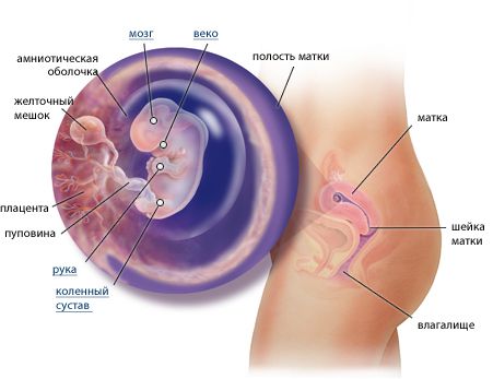 Ребенок на 8 неделе беременности Ребенок на 8 неделе беременности