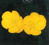 Ranunculus-montanus