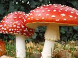 Признаки отравления грибами