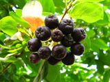Полезные свойства черноплодной рябины