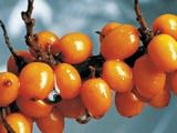 Простые способы собрать ягоды облепихи