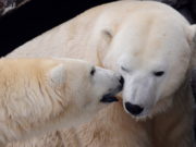 Белые медведи переселились на юг Арктики