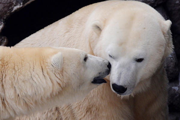 Белые медведи переселились на юг Арктики