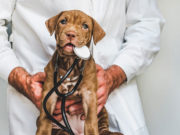 Cобак научат «вынюхивать» зараженных COVID-19