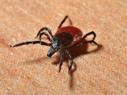 Долгий сезон: Россиянам пригрозили клещами