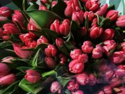 Какие цветы дарят российские мужчины на 8 Марта