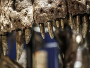 Названа новая причина вымирания динозавров