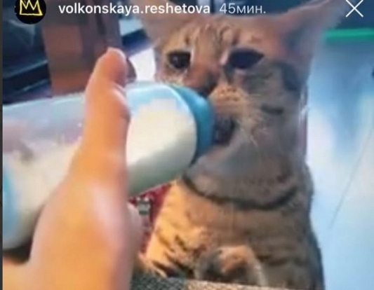 Подруга Тимати отрицает, что кормила котов грудным молоком