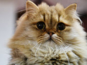 Кошки оказались особенно восприимчивыми к коронавирусу