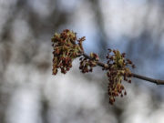 Москвичам рассказали о приходе тепла