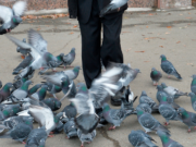 Москвичка сдала полиции кормящего голубей пенсионера