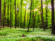 Учёные выяснили, почему в воздухе пахнет весной