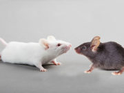В России создают чувствительных к COVID-19 мышей