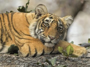 В зоопарке Бронкса коронавирусом заразилась тигрица