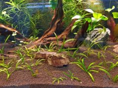 Для чего необходим грунт для аквариума
