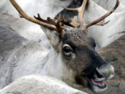 Российские ученыы недосчитались диких северных оленей