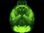 Создан 3D-атлас мышиного мозга в высоком разрешении