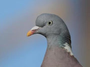 В Индии освободили пакистанского голубя-шпиона