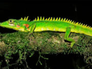 Найден исчезнувший носорогий дракон