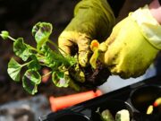 В Москве стартовал международный фестиваль садов и цветов