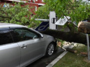 10 деревьев повалило из-за непогоды в столице