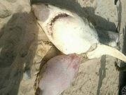 Акула-людоед расправилась с десятиметровым китом