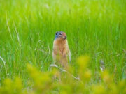 Оценена угроза вспыхнувшей в Монголии чумы для России