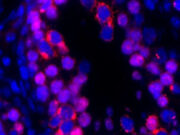 Раскрыт секрет генетического бессмертия