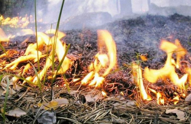 В районе Чукотки введен режим ЧС из-за лесных пожаров