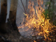 В России за сутки потушили 112 лесных пожаров