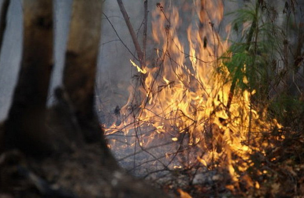 В России за сутки потушили 112 лесных пожаров
