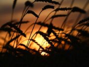 В российском регионе ввели режим ЧС