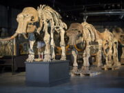 Раскрыта тайна вымерших мамонтов