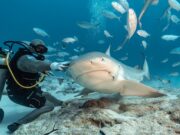 Разновидности подводных экскурсий в Сочи