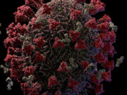 Врач допустила, что COVID-19 останется с человечеством надолго