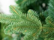 Как выбрать искусственную елку