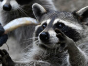 Россиянка ответит за продажу несуществующих енотов