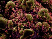 В ВОЗ нашли новую причину появления COVID-19