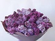 Букет из сирени – незабываемый подарок для любимой