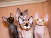 5 причин завести котенка девон-рекс