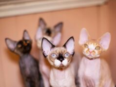 5 причин завести котенка девон-рекс