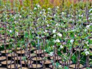 Преимущества покупки саженцев онлайн