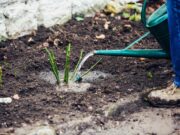 Тонкости посадки и ухода за розами