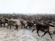 Финансирование оленеводства вырастет на 15% в Якутии