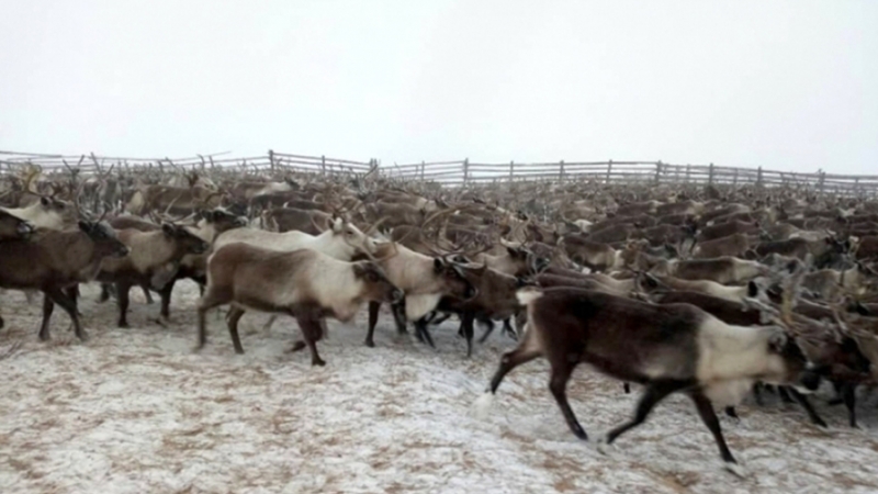 Финансирование оленеводства вырастет на 15% в Якутии