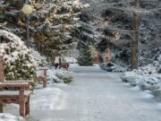 Новый природный комплекс создадут у дендросада в Омске