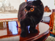 В музеях Кургана будут жить «эрмитажные коты»