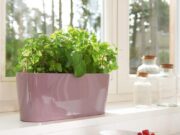 Кашпо LECHUZA: характеристики и достоинства